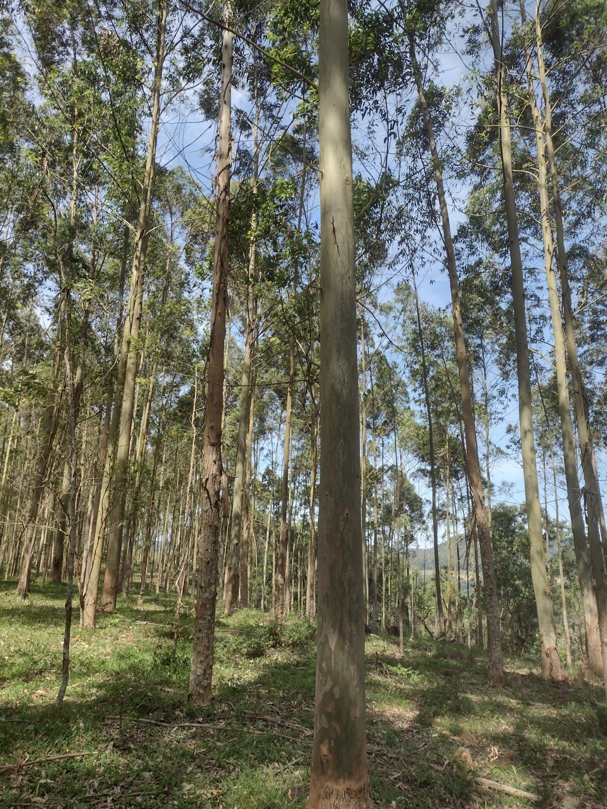 Fazenda/Sítios/Chácaras de 233000m² no bairro Sede Irani, em Paial | Eu Corretor