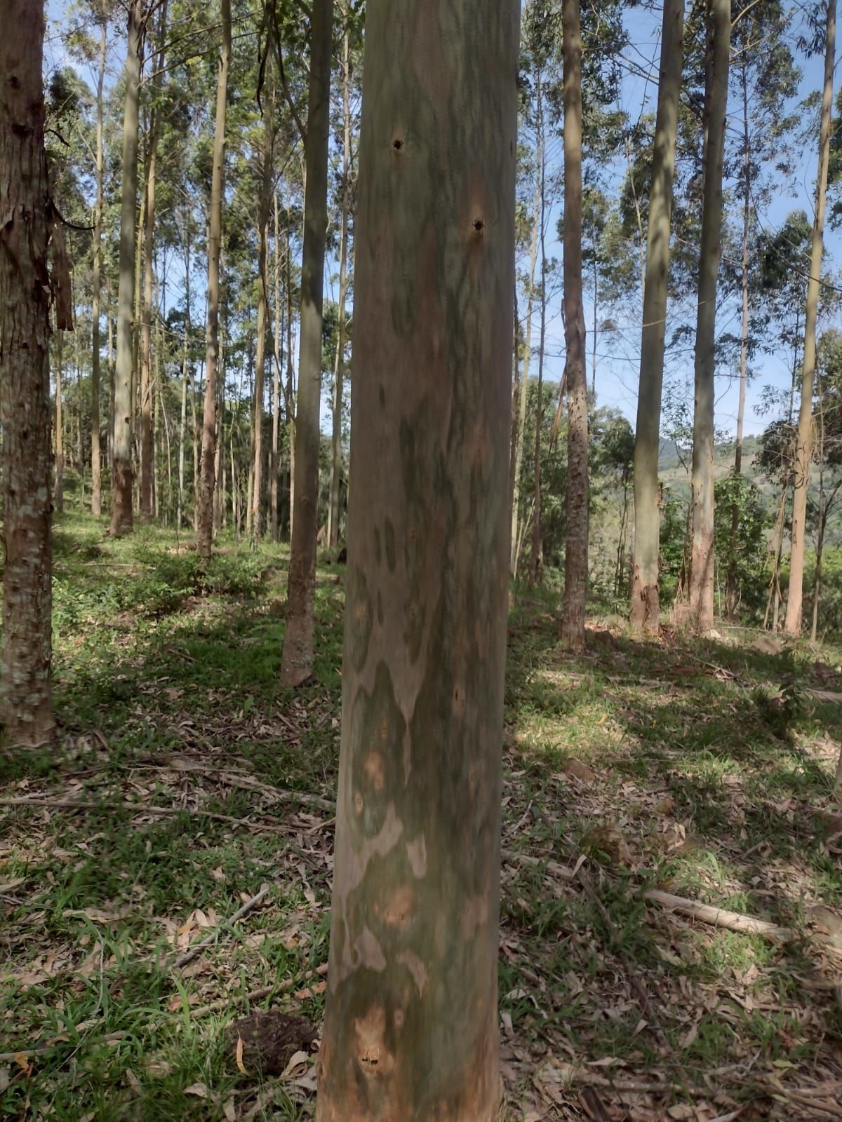 Fazenda/Sítios/Chácaras de 233000m² no bairro Sede Irani, em Paial | Eu Corretor