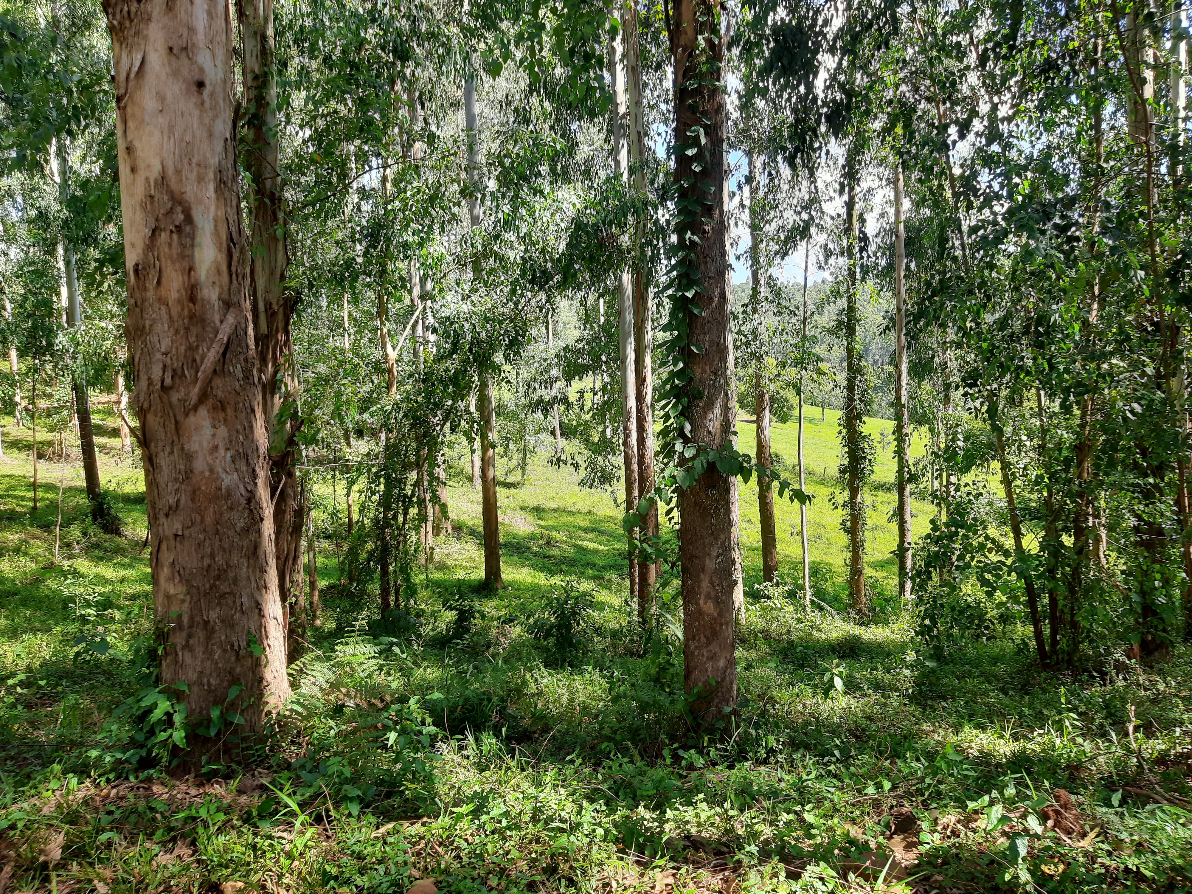 Fazenda/Sítios/Chácaras de 280000m² no bairro Alto da Serra, em Chapecó | Eu Corretor