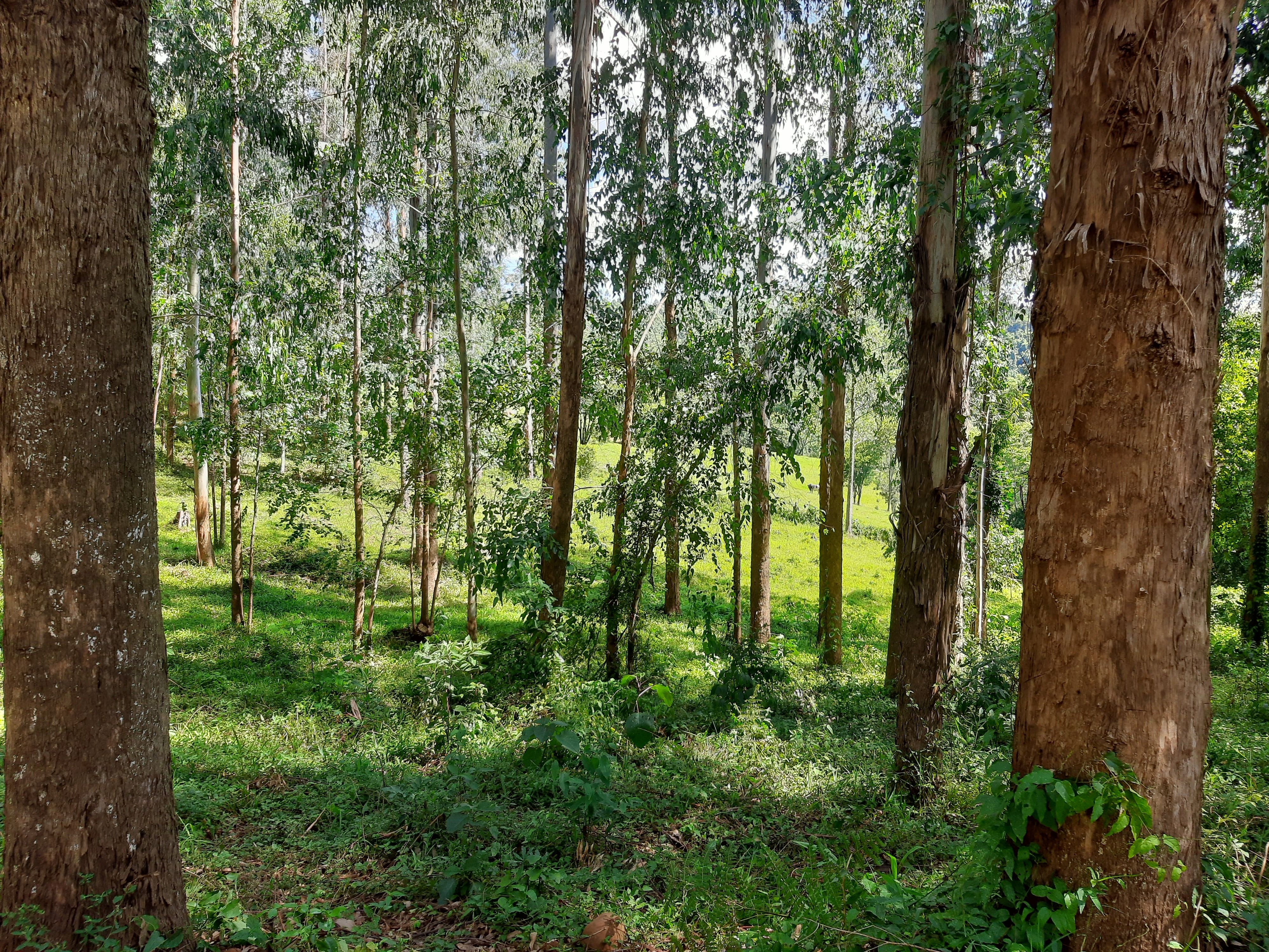 Fazenda/Sítios/Chácaras de 280000m² no bairro Alto da Serra, em Chapecó | Eu Corretor