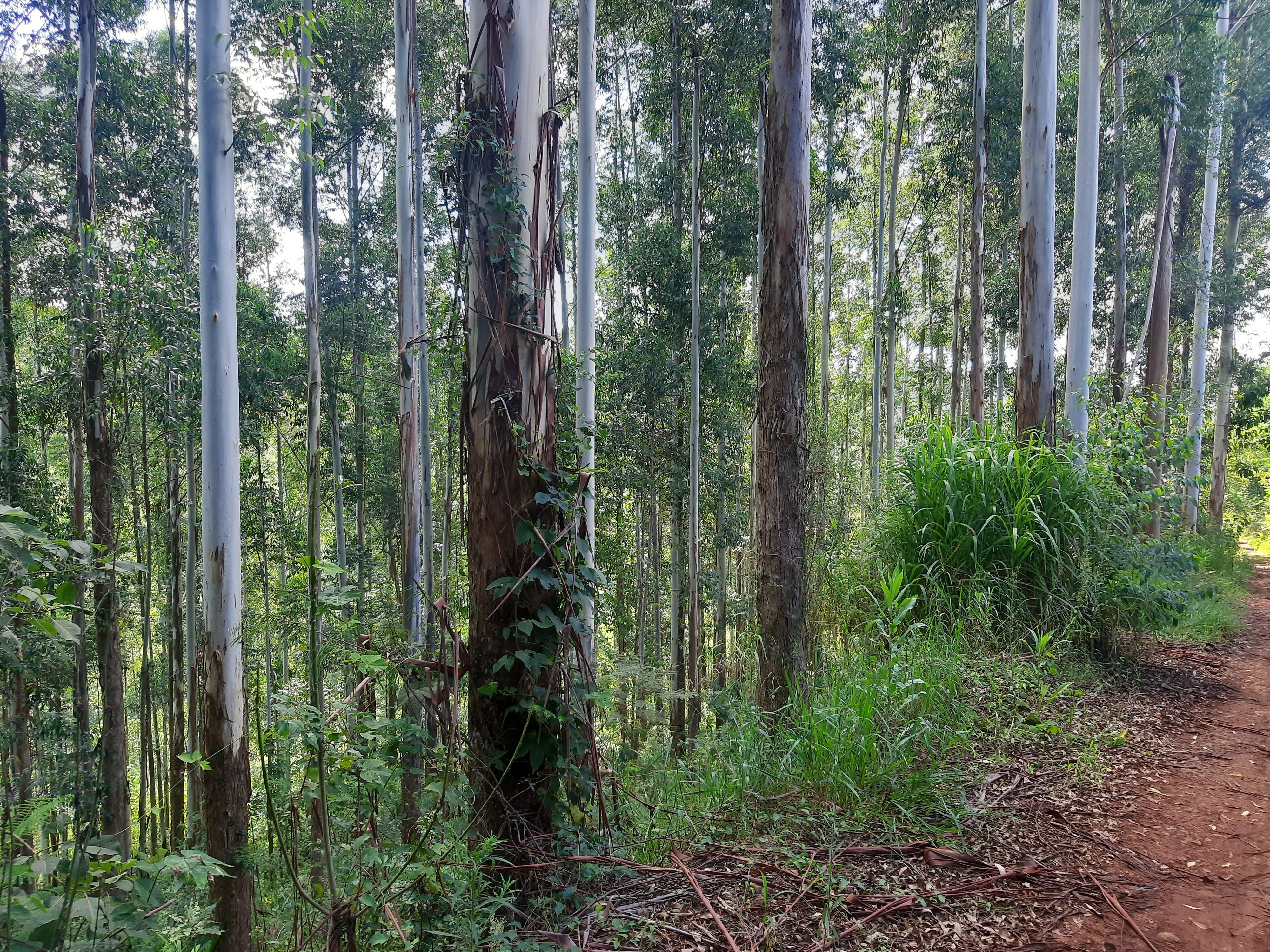 Fazenda/Sítios/Chácaras de 280000m² no bairro Alto da Serra, em Chapecó | Eu Corretor