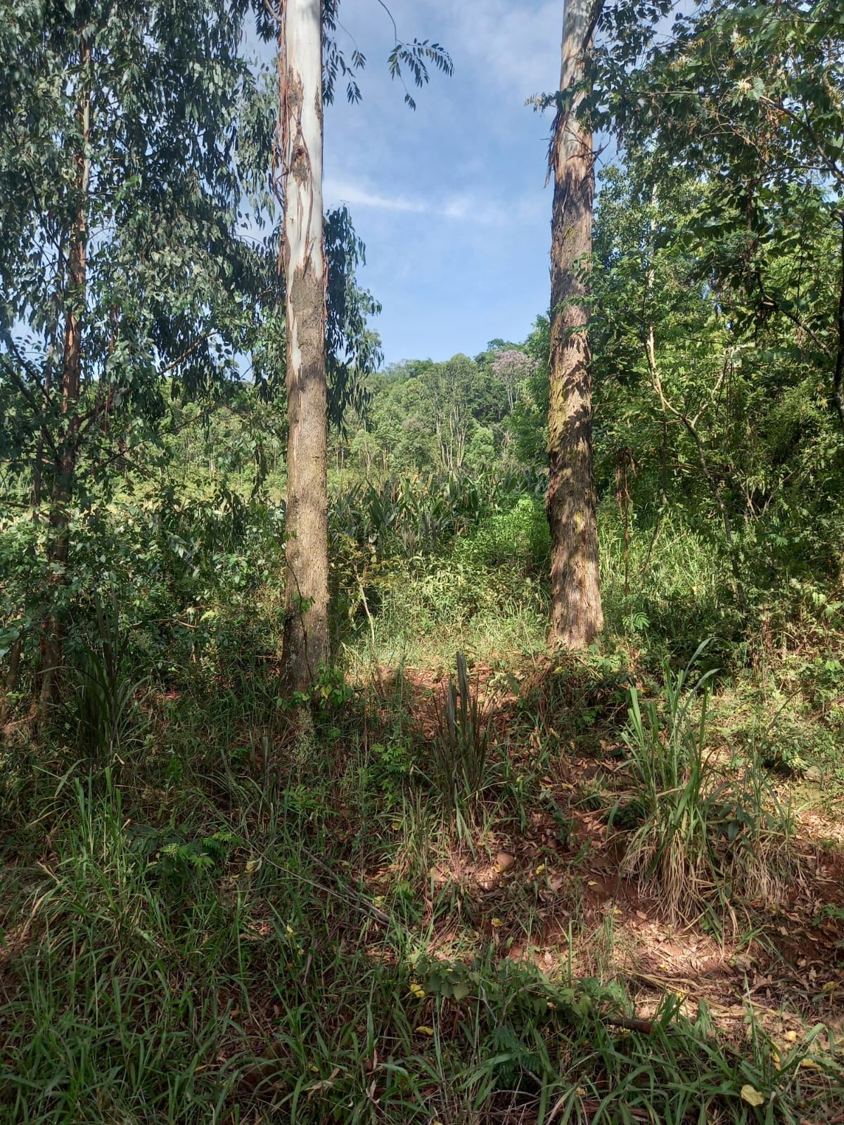 Lote/Terreno no bairro Linha Cambucica, em Planalto Alegre | Eu Corretor
