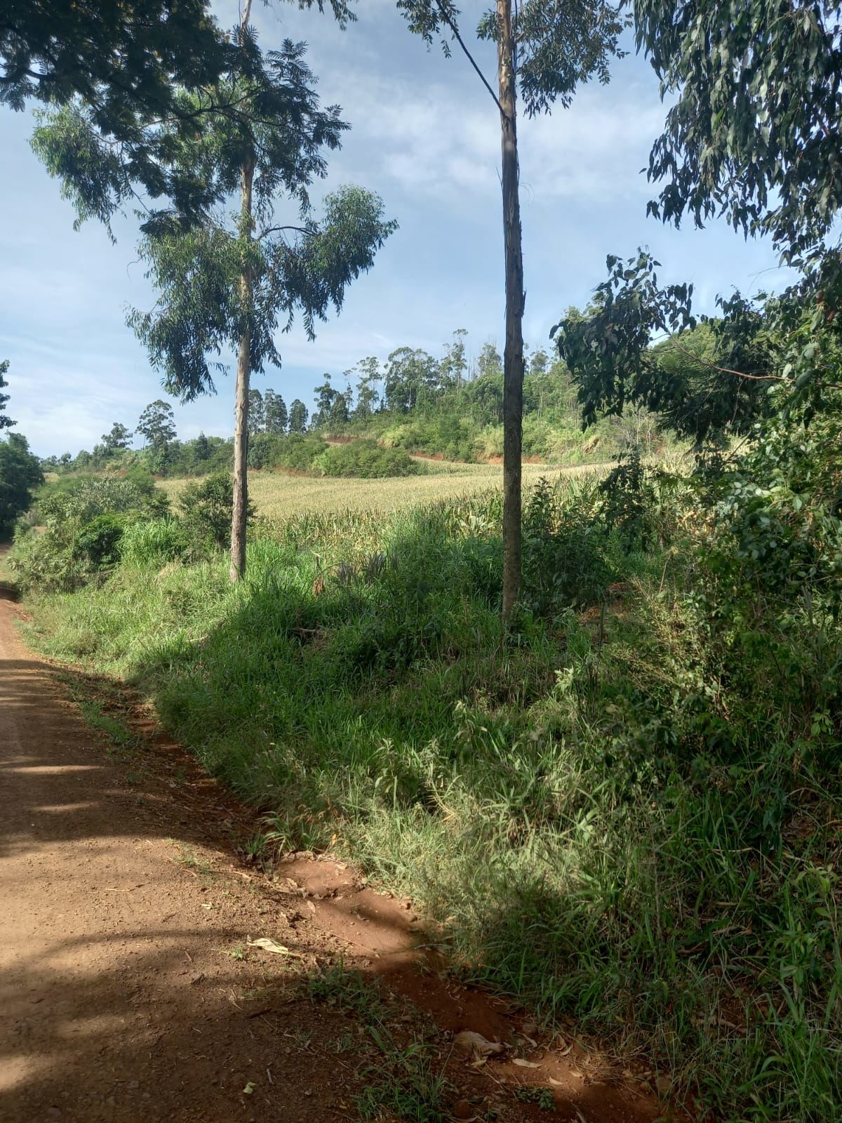 Lote/Terreno no bairro Linha Cambucica, em Planalto Alegre | Eu Corretor
