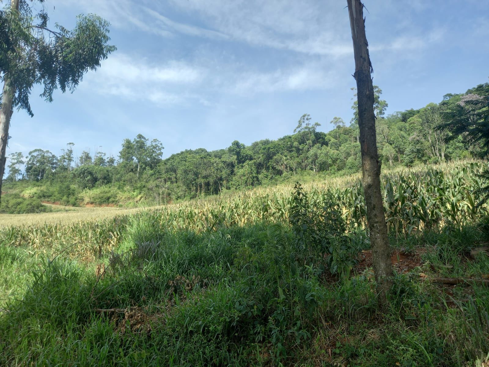 Lote/Terreno no bairro Linha Cambucica, em Planalto Alegre | Eu Corretor