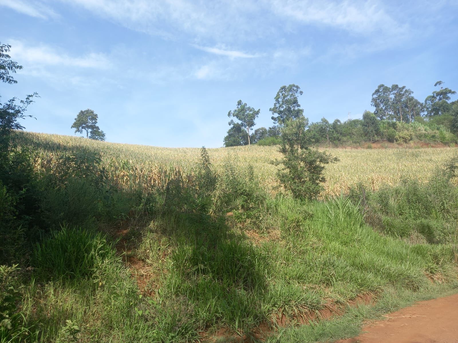 Lote/Terreno no bairro Linha Cambucica, em Planalto Alegre | Eu Corretor
