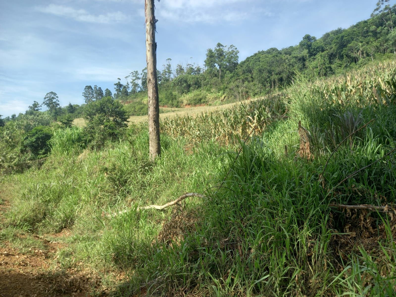 Lote/Terreno no bairro Linha Cambucica, em Planalto Alegre | Eu Corretor