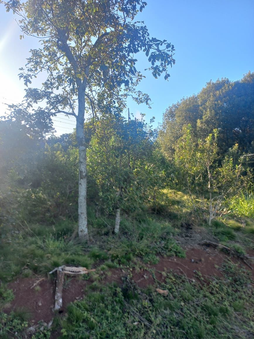 Fazenda/Sítios/Chácaras de 20000m² no bairro Centro (Marechal Bormann), em Chapecó | Eu Corretor