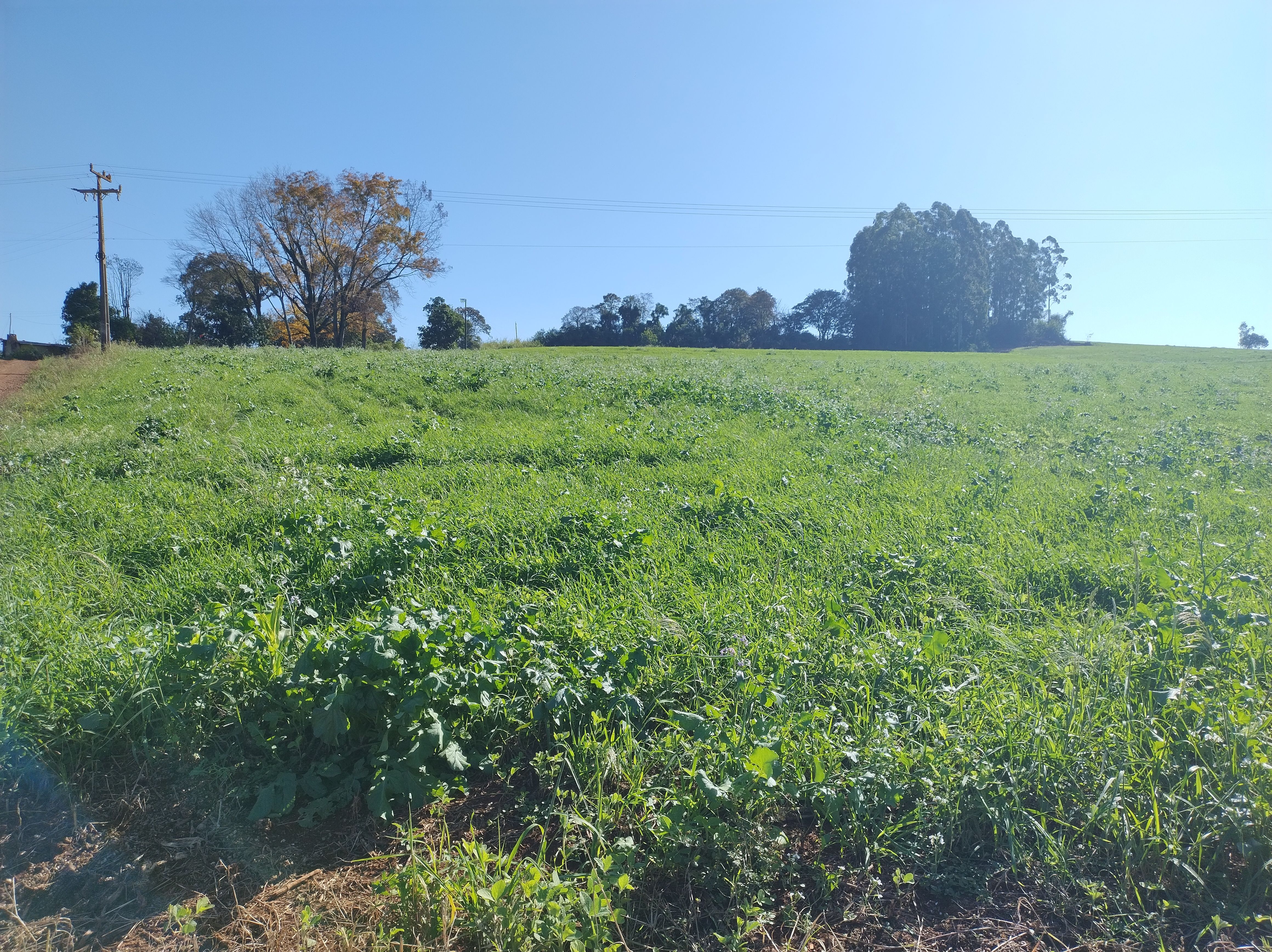 Fazenda/Sítios/Chácaras de 121000m² no bairro LINHA CAIRU, em Coronel Freitas | Eu Corretor
