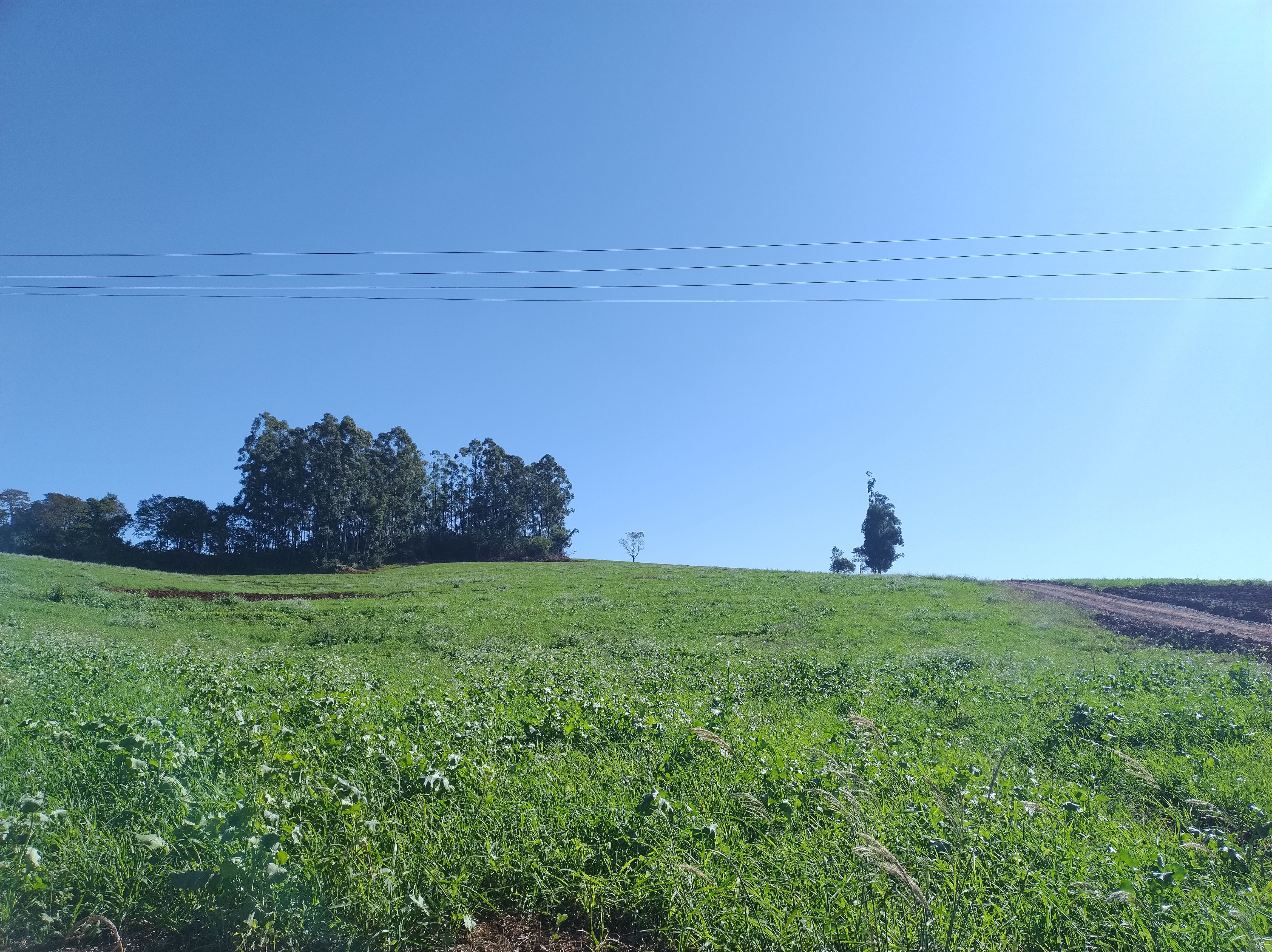Fazenda/Sítios/Chácaras de 121000m² no bairro LINHA CAIRU, em Coronel Freitas | Eu Corretor