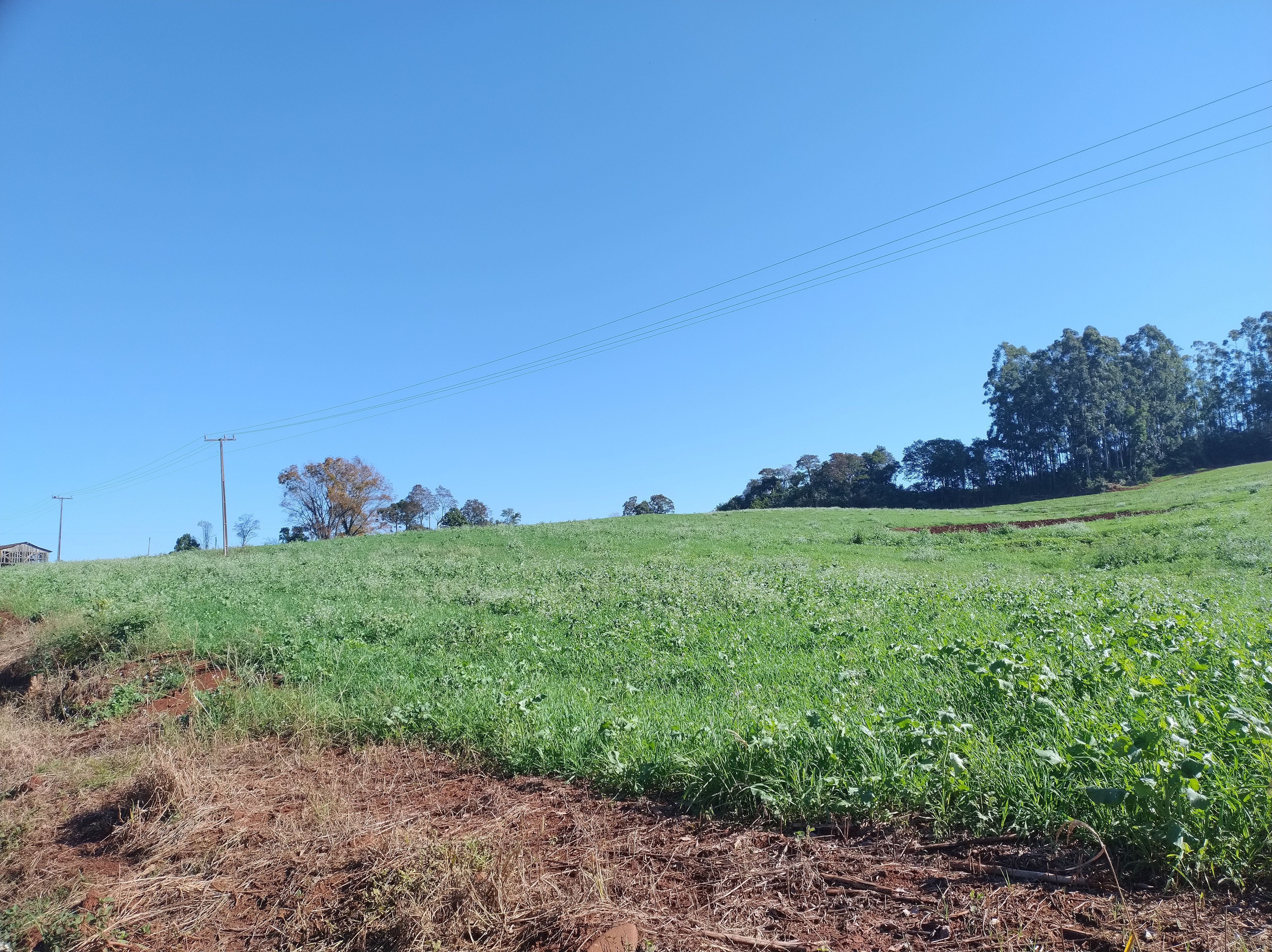 Fazenda/Sítios/Chácaras de 121000m² no bairro LINHA CAIRU, em Coronel Freitas | Eu Corretor