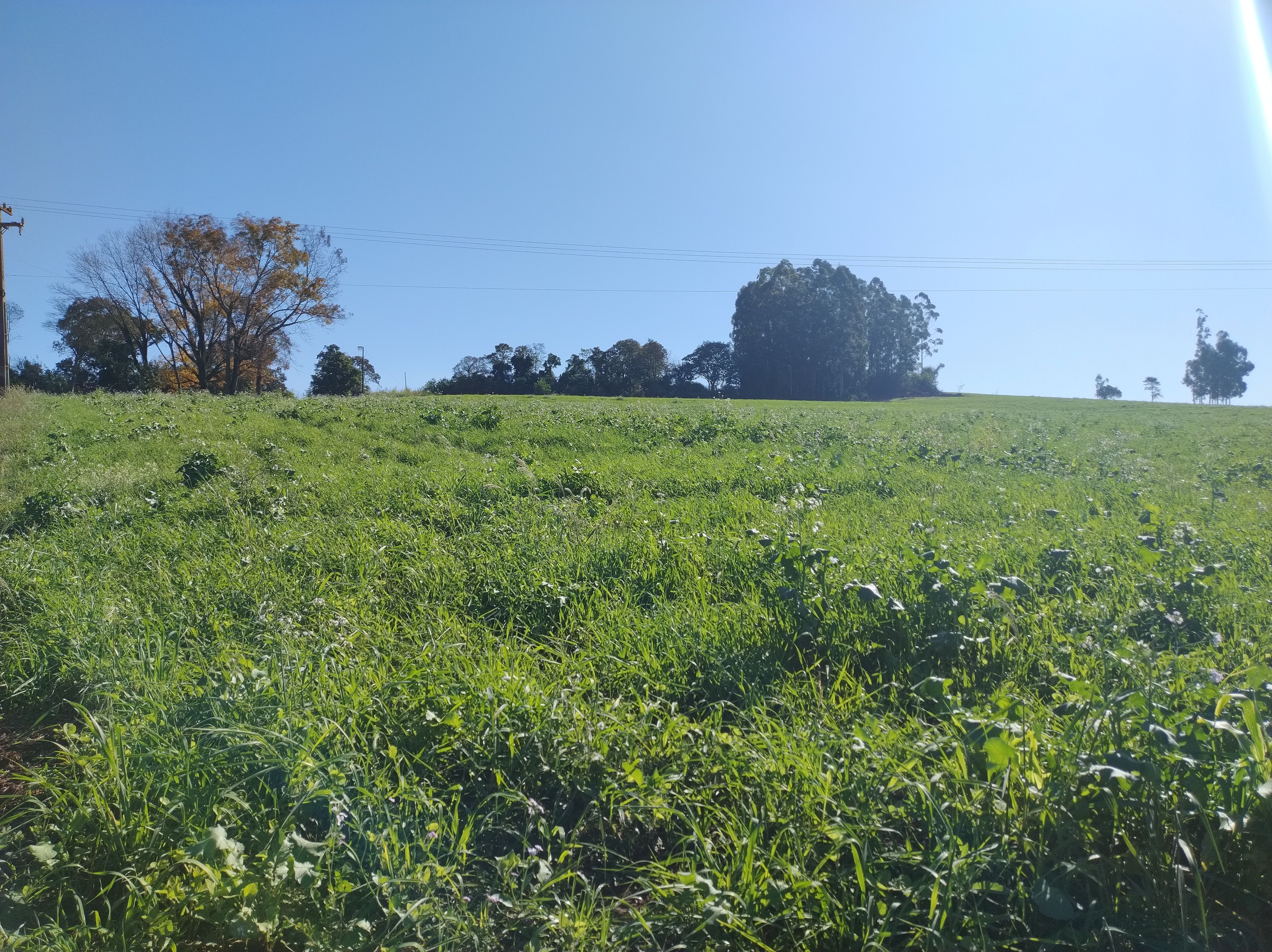Fazenda/Sítios/Chácaras de 121000m² no bairro LINHA CAIRU, em Coronel Freitas | Eu Corretor