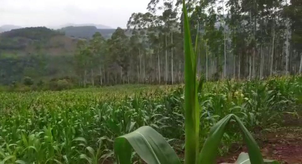 Fazenda/Sítios/Chácaras de 108583m² no bairro Linha Rosario, em Seara | Eu Corretor