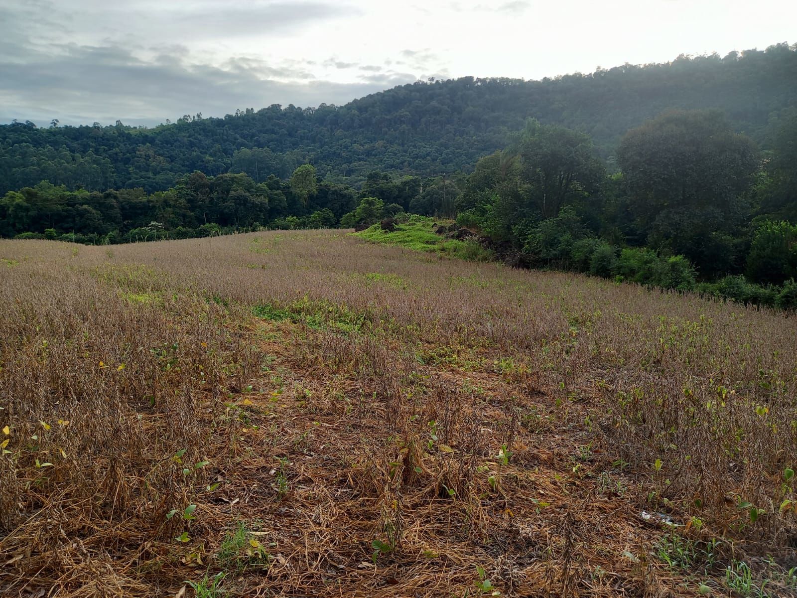 Fazenda/Sítios/Chácaras no bairro BR 157, em Coronel Freitas | Eu Corretor
