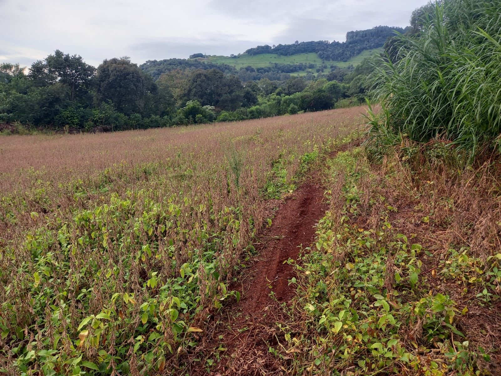 Fazenda/Sítios/Chácaras no bairro BR 157, em Coronel Freitas | Eu Corretor