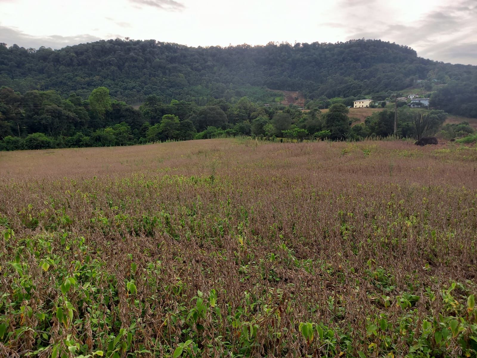 Fazenda/Sítios/Chácaras no bairro BR 157, em Coronel Freitas | Eu Corretor