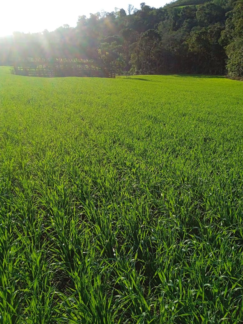 Fazenda/Sítios/Chácaras de 34640m² no bairro Legeado Bonito, em Caxambu do Sul | Eu Corretor