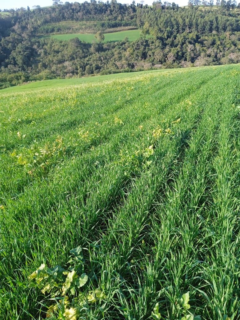 Fazenda/Sítios/Chácaras de 34640m² no bairro Legeado Bonito, em Caxambu do Sul | Eu Corretor