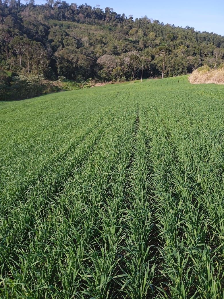 Fazenda/Sítios/Chácaras de 34640m² no bairro Legeado Bonito, em Caxambu do Sul | Eu Corretor